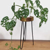 A wooden albasia wood plant stand with black hairpin legs and gold leaf inlay holding a white monstera deliciosa pot