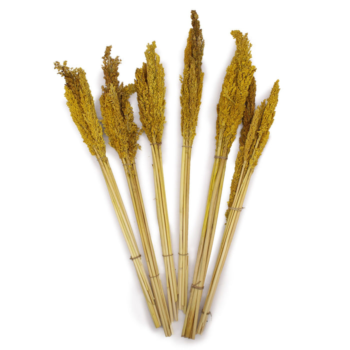 Grasbüschel „Cantal“ – Amber