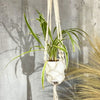 White macrame pot holder with geometric pattern and tassels holding a spider plant in a white ceramic pot