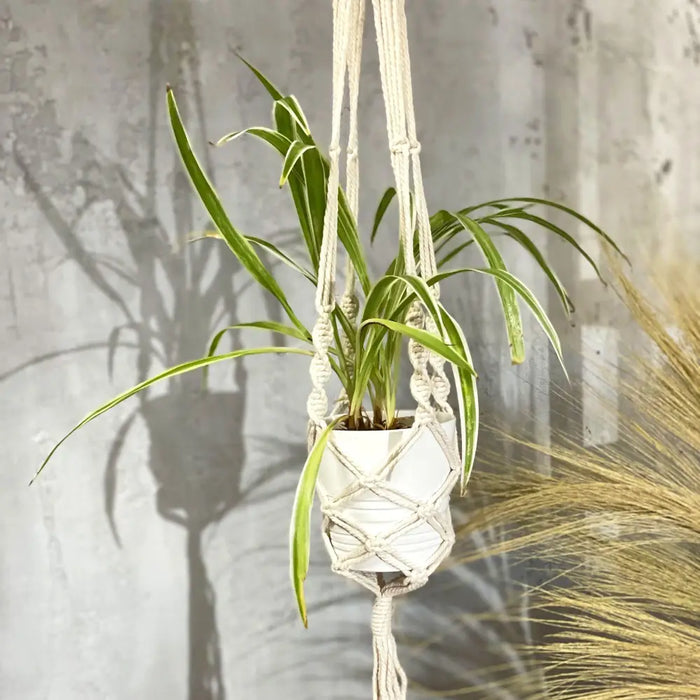 White macrame pot holder with geometric pattern and tassels holding a spider plant in a white ceramic pot