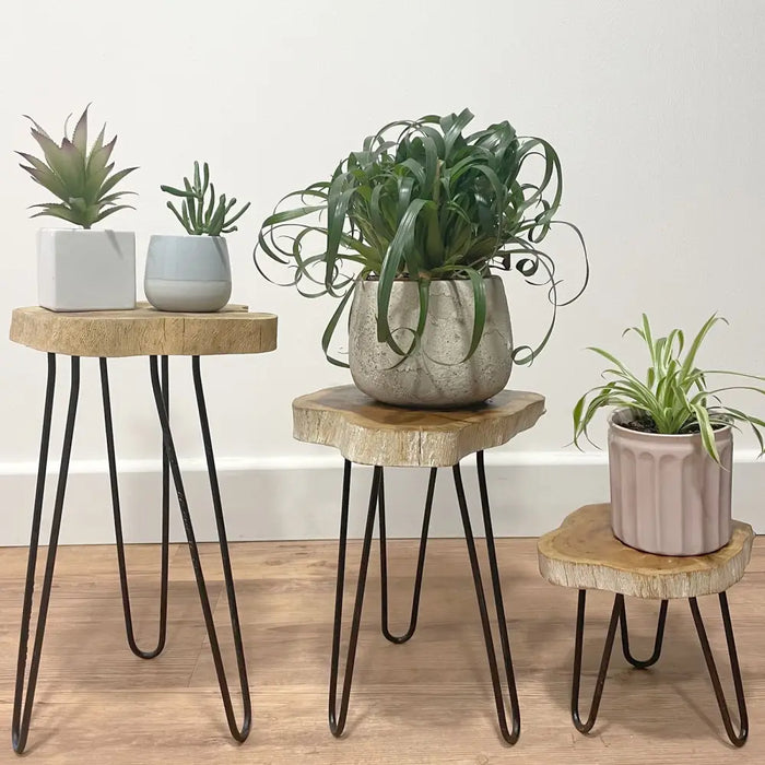 Three rustic whitewash gamal wood plant stands with black hairpin legs holding varied potted plants