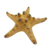 A knobbly starfish ornament 10-15cm in tan color with textured grayish bumps along its arms
