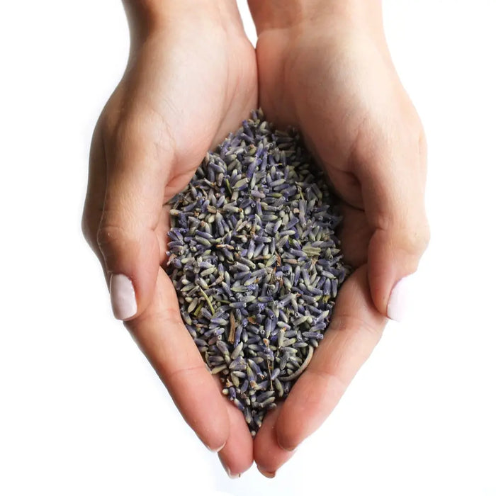 A cupped pair of hands holds 1kg of dried lavender flowers with soft purple buds and muted green stems