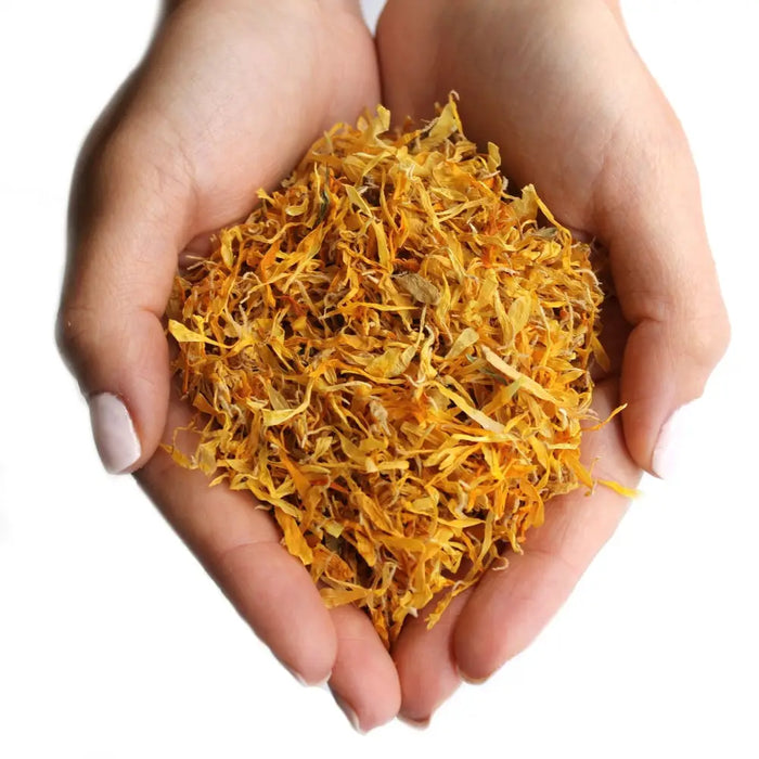 A pile of dried golden orange marigold petals held in cupped hands for natural herbal use