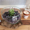 A clear glass open bowl with a green succulent and purple tips set on dark river stones and crushed amethyst on gamal root