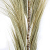 A set of 3 rayung grass brooms with natural blond straw bristles and woven wooden handles measuring 1.6m each