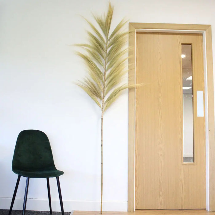 Rayung grass set of 3 with tall golden green pampas grass plumes and slender bamboo like stems around 2 meters tall