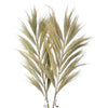 Dried rayung grass set of 3 with feathery light beige plumes and natural straw-colored stems measuring 2m tall