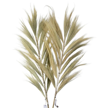 Dried rayung grass set of 3 with feathery light beige plumes and natural straw-colored stems measuring 2m tall