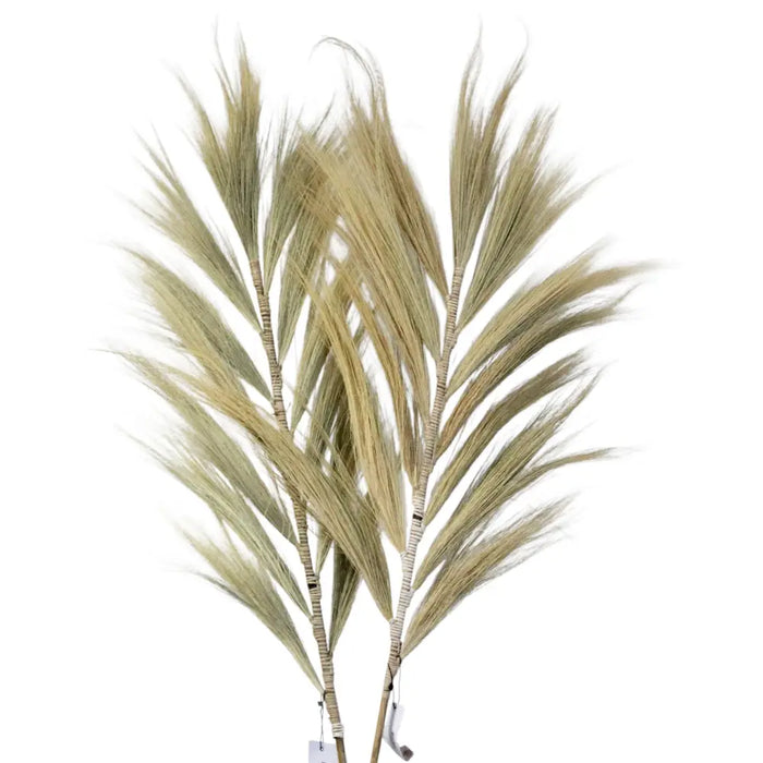 Dried rayung grass set of 3 with feathery light beige plumes and natural straw-colored stems measuring 2m tall