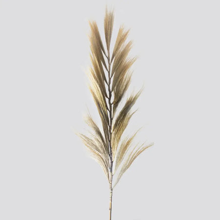 A tall blond rayung grass stem with feathery plumes and a slender stalk in a set of 3 measuring 2 meters each