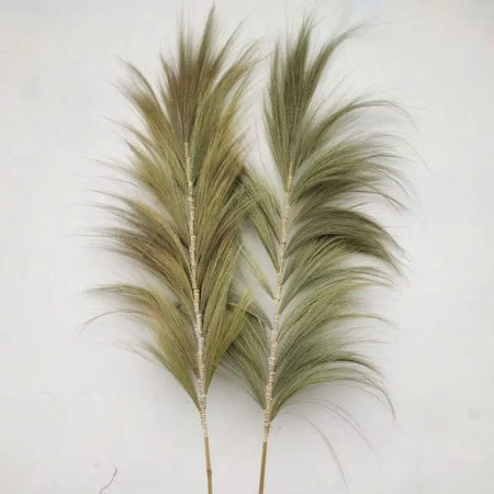 Two dried pampas grass plumes in olive green with natural stems from rayung grass set of 3 2m