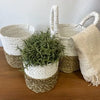 White and beige woven seagrass basket with handles in a two tone design from a natural and white set of 3 baskets