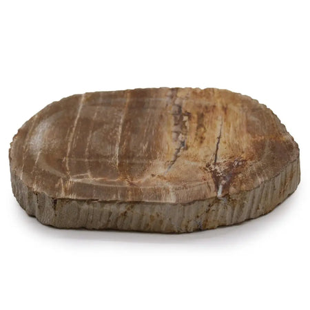 A rustic oval soap dish made of natural brown petrified wood with visible concentric ring patterns