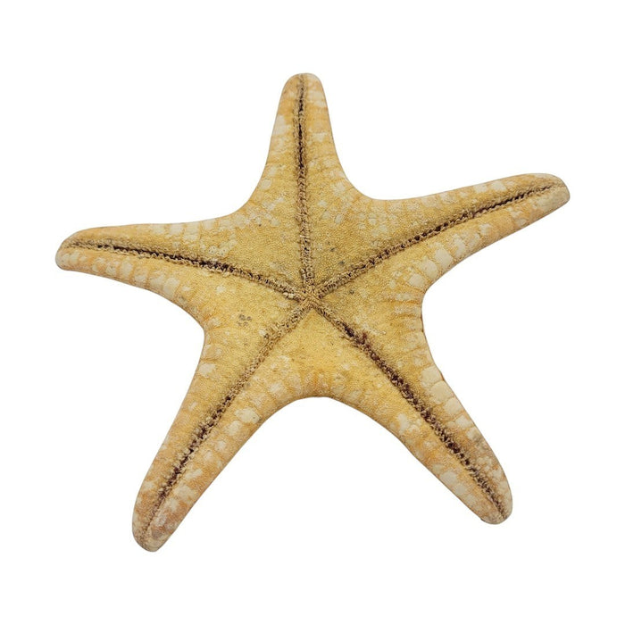 The Window, Milford Haven authentic knobbly starfish in natural beige, 10-15cm decorative ocean specimen.