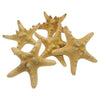 The Window, Milford Haven authentic knobbly starfish collection, 10-15cm natural beige decorative ocean specimens.
