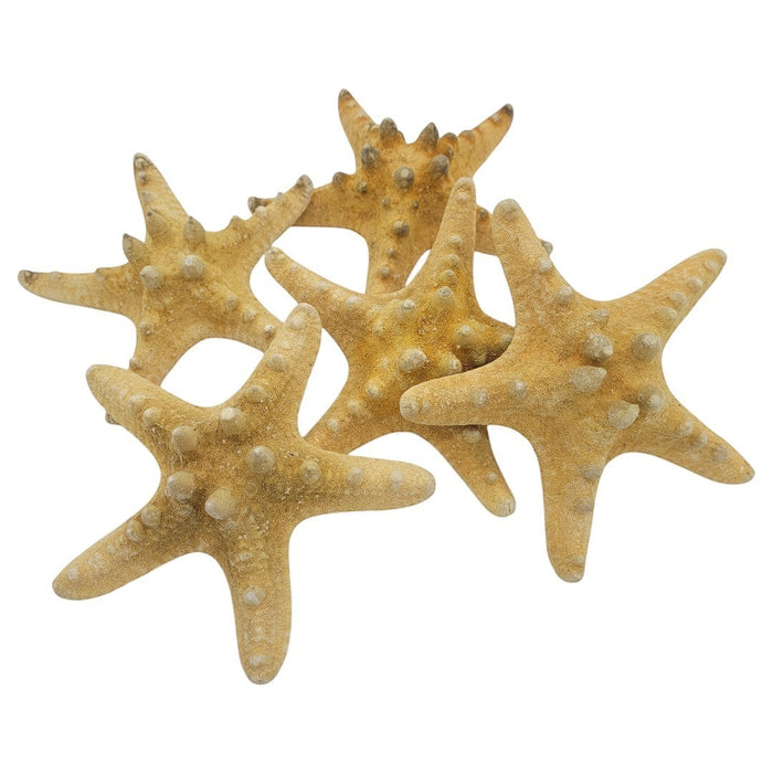 The Window, Milford Haven authentic knobbly starfish collection, 10-15cm natural beige decorative ocean specimens.