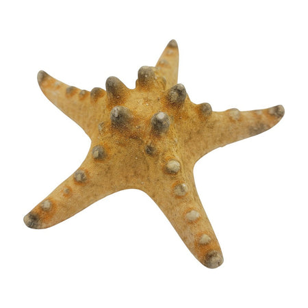 Authentic tan knobbly starfish from The Window, Milford Haven, measuring 10-15cm for coastal home decor.